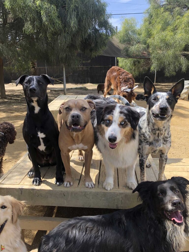 dogs on the play yard
