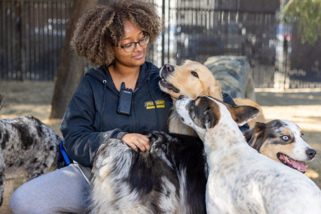 pet counselor with pooches