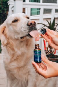 dog taking medicine