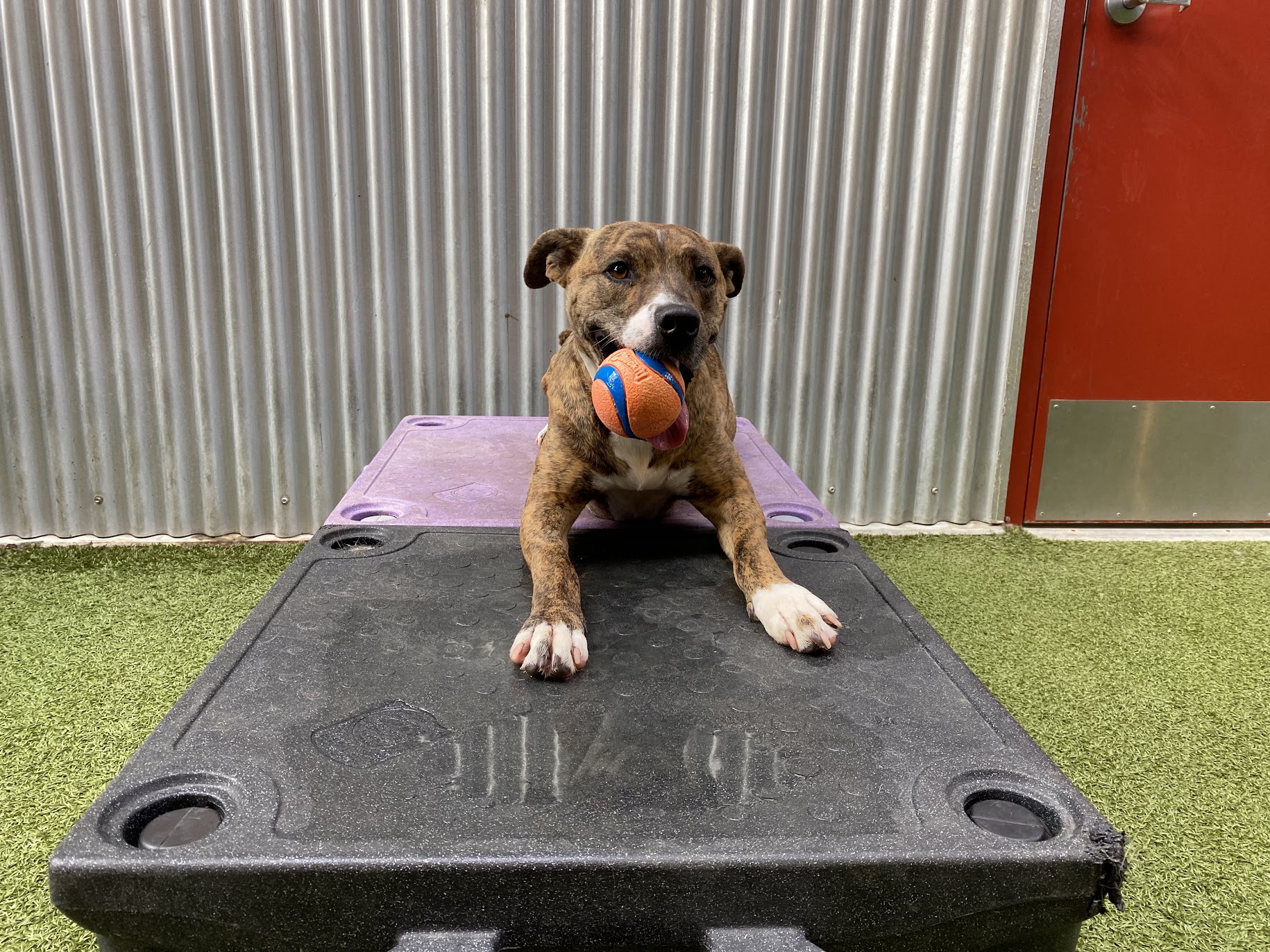 Image showcasing Does Physical Activity Improve Cognitive Function in Dogs? - Pet Camp ...