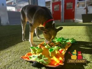 dog playing with a snuggle mat