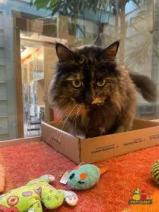 cat sitting in a box