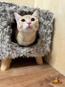 cat in a cubby