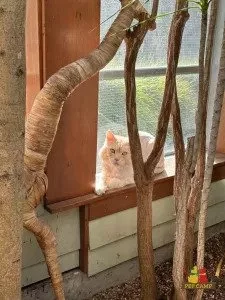 cat sitting on a window sill