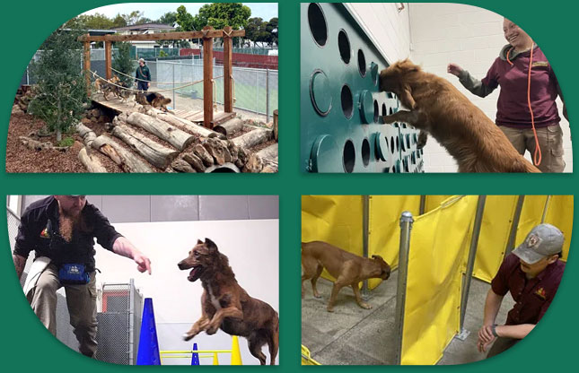 Dog at the Ranger Station Canine Enrichment