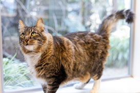 Cat in Arusha room