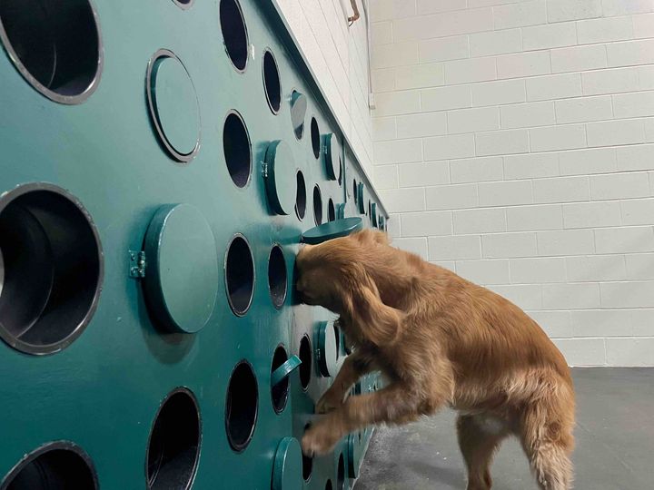 dog on scent wall