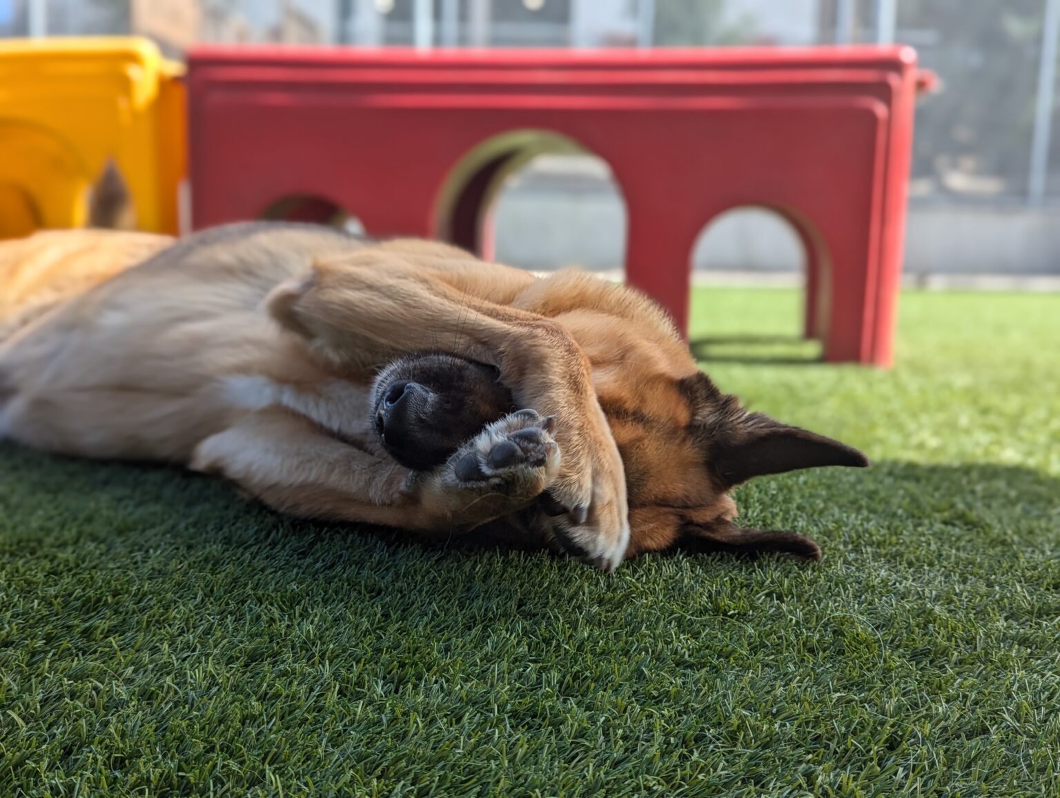 Can NonSocial Dogs Thrive at Dog Daycare? Pet Camp San Francisco