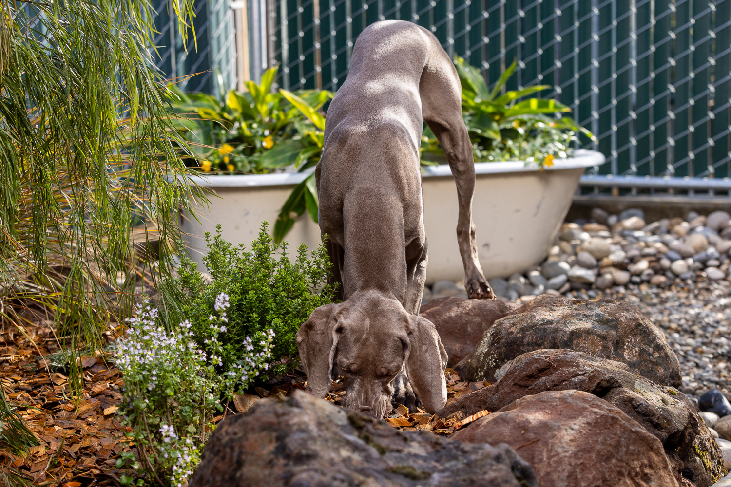 View of The Importance of Sensory Gardens for Dogs: A Haven for Urban Paws ...