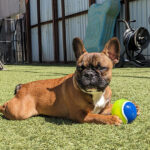 Small puppy with a toy