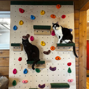 cats on a climbing wall