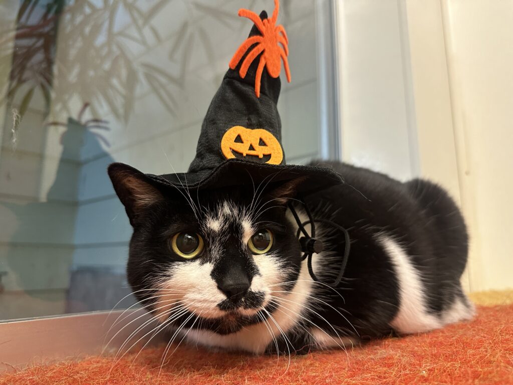 black and white cat laying down and wearing a witch hat with a orange spider and pumpkin attached to it
