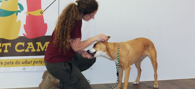 Dog trainer using positive reinforcement with a dog in training