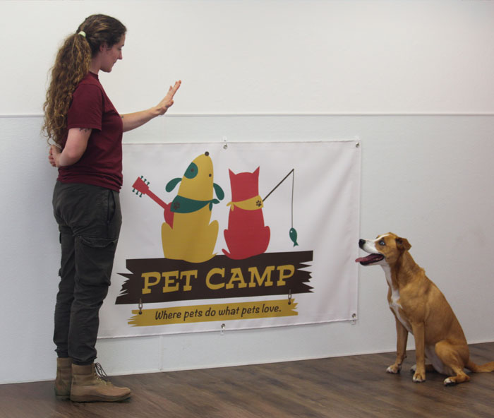Dog trainer teaching a dog to stay